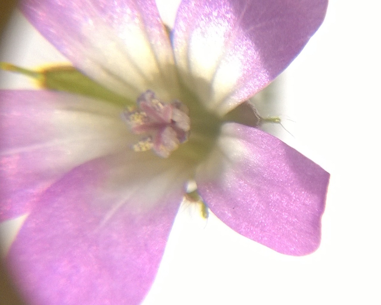 Fleur de géranium molle à la loupe