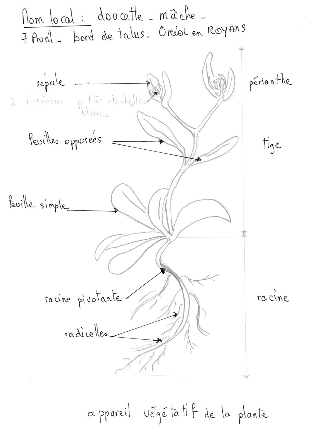 petite plante, doucette, mâche, feuilles en rosette, tige avec feuilles oppposées, inflorescence verte, toutes petites fleurs en clochettes bleue pâle;