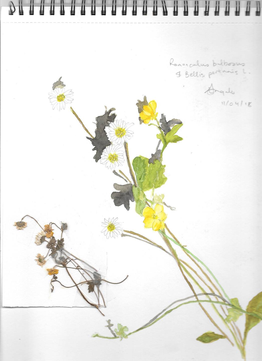 Ranunculus bulbosus et Bellis perennis