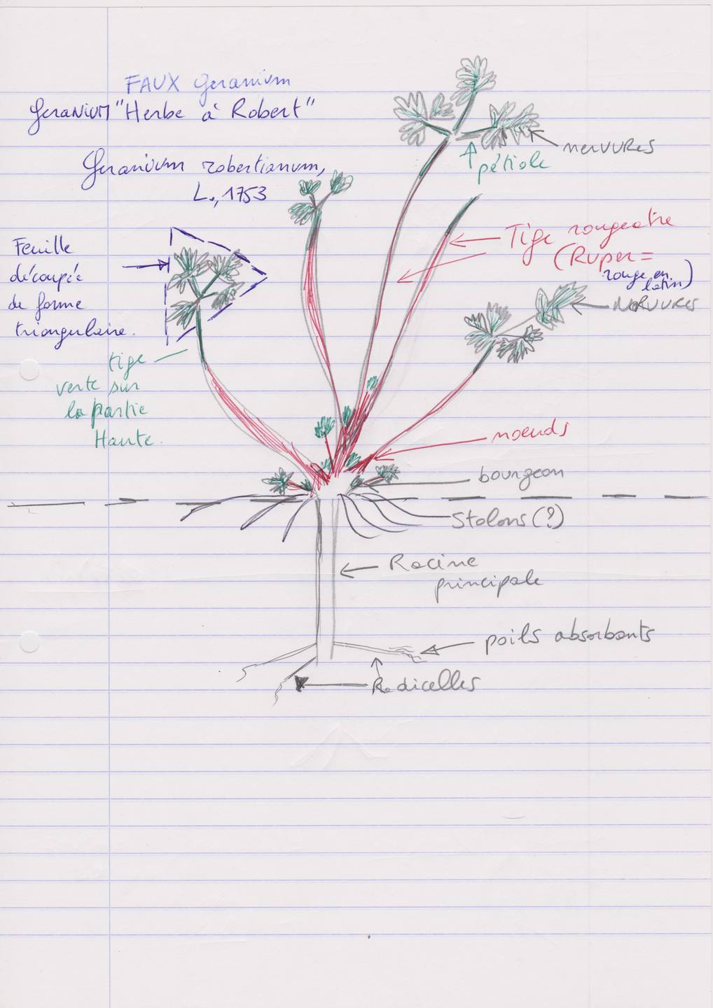 herbe a robert geranium sauvage