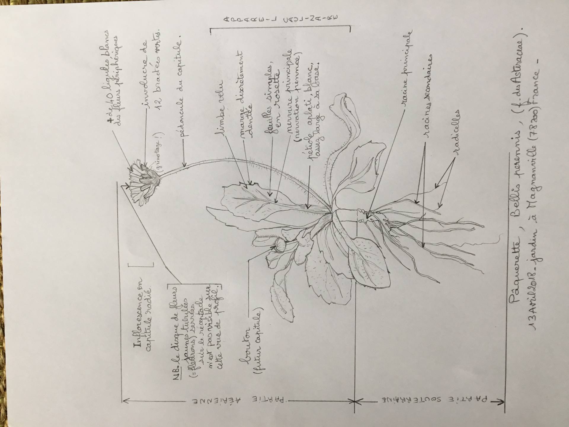 Pâquerette Bellis perennis