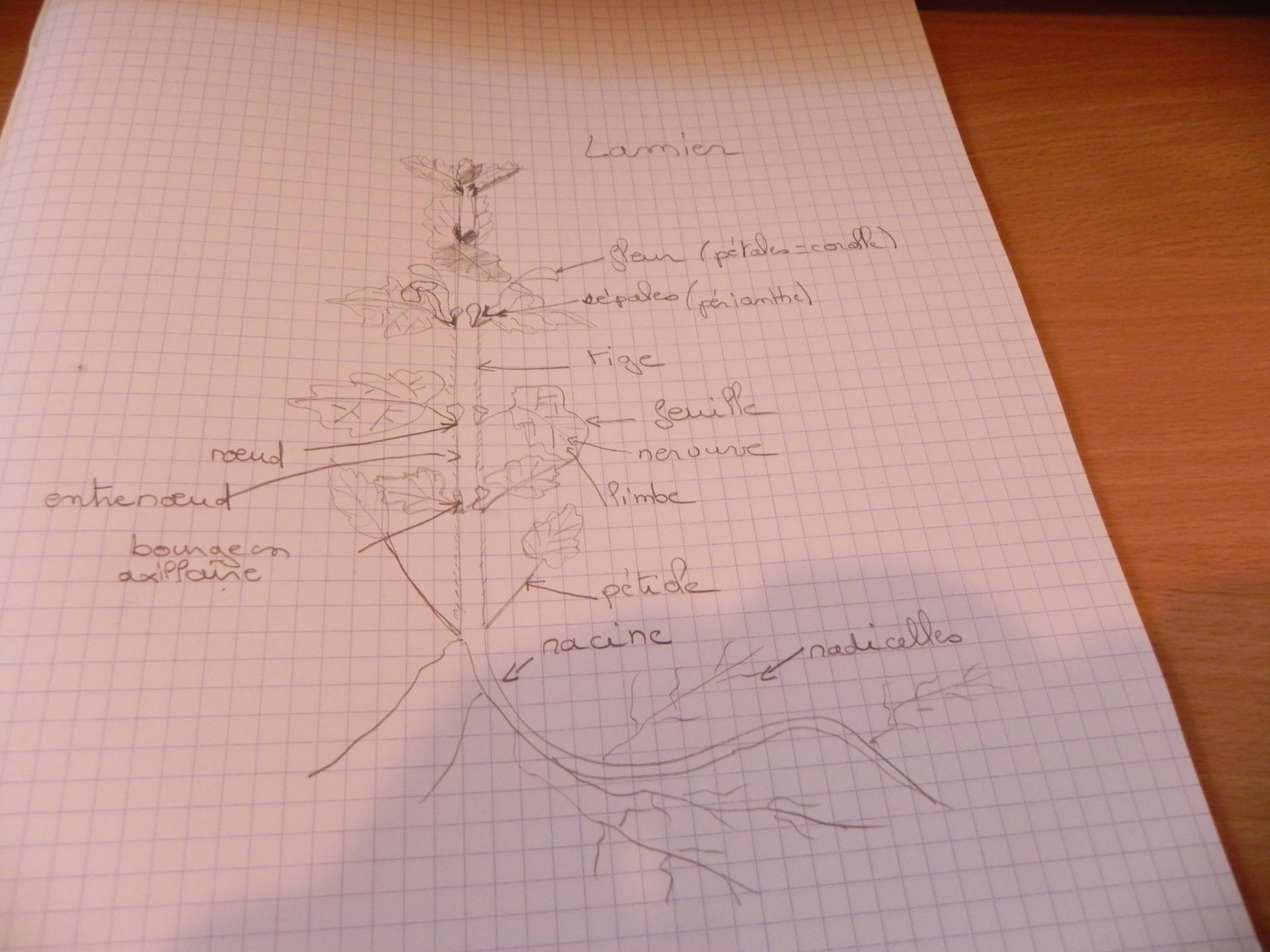 LAMIER TIGE ET RACINE