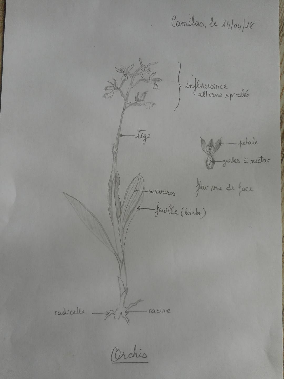 Aspres, colline de Camélas (66300)