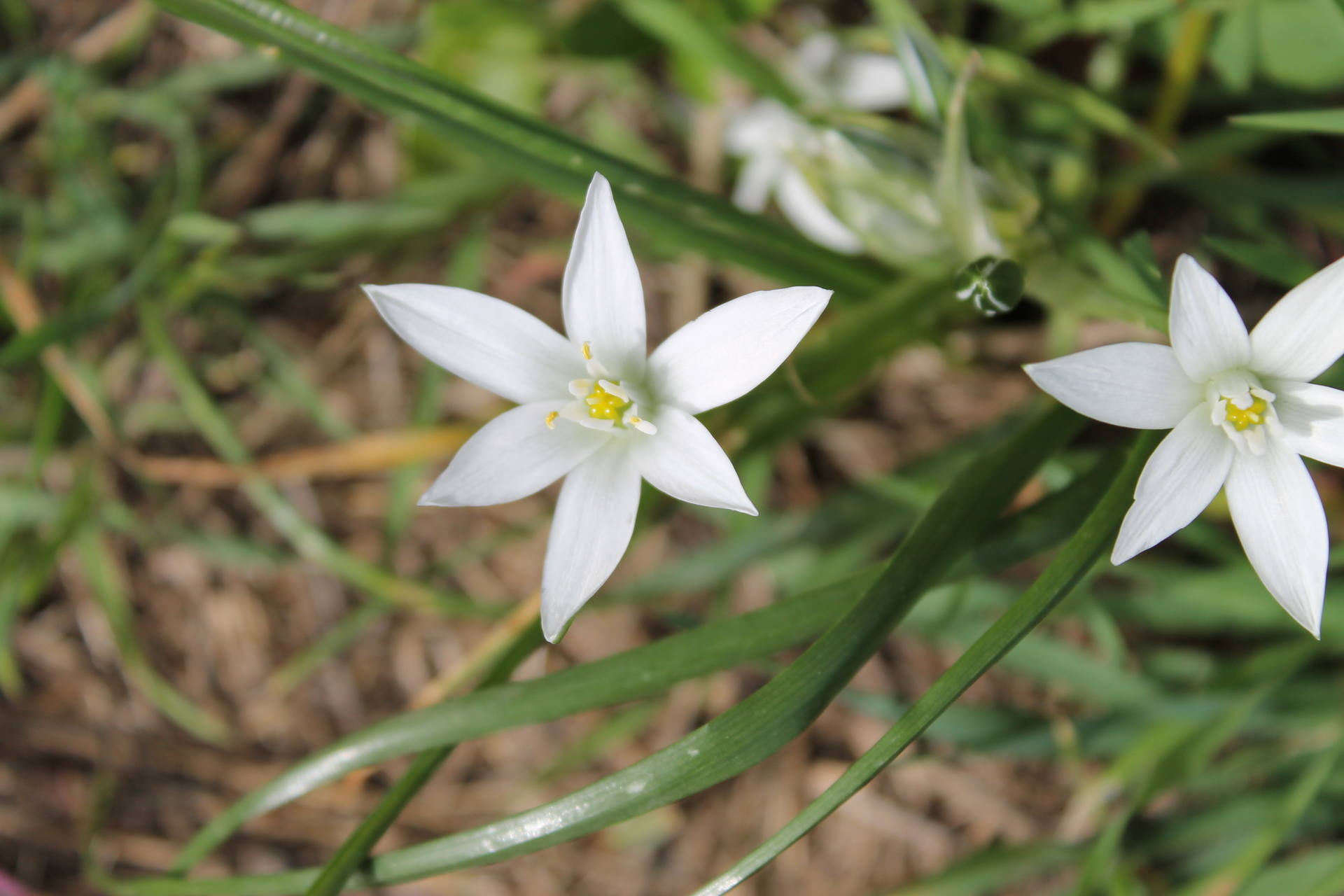 Ornithogale en omblle (Ornithogalum umbellatum)
