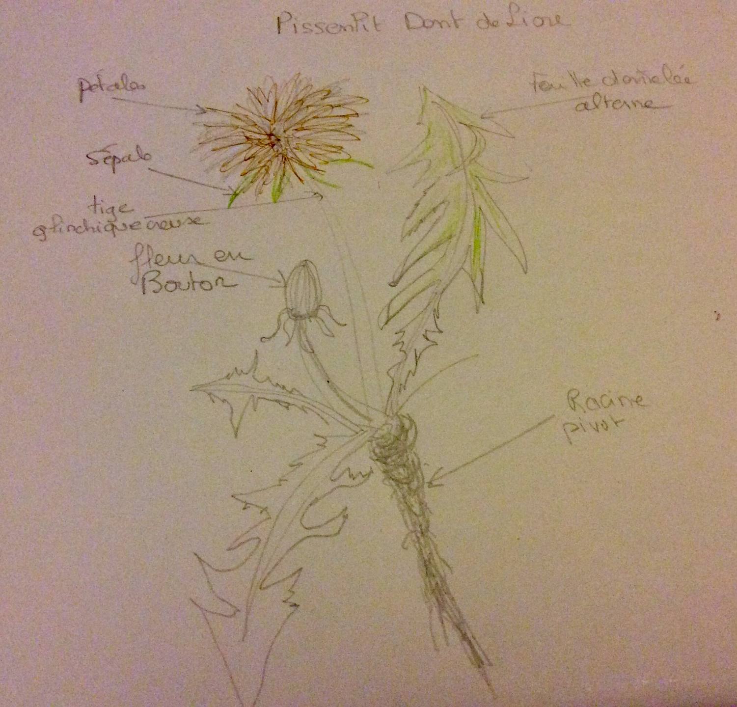 Pissenlit dent de lion