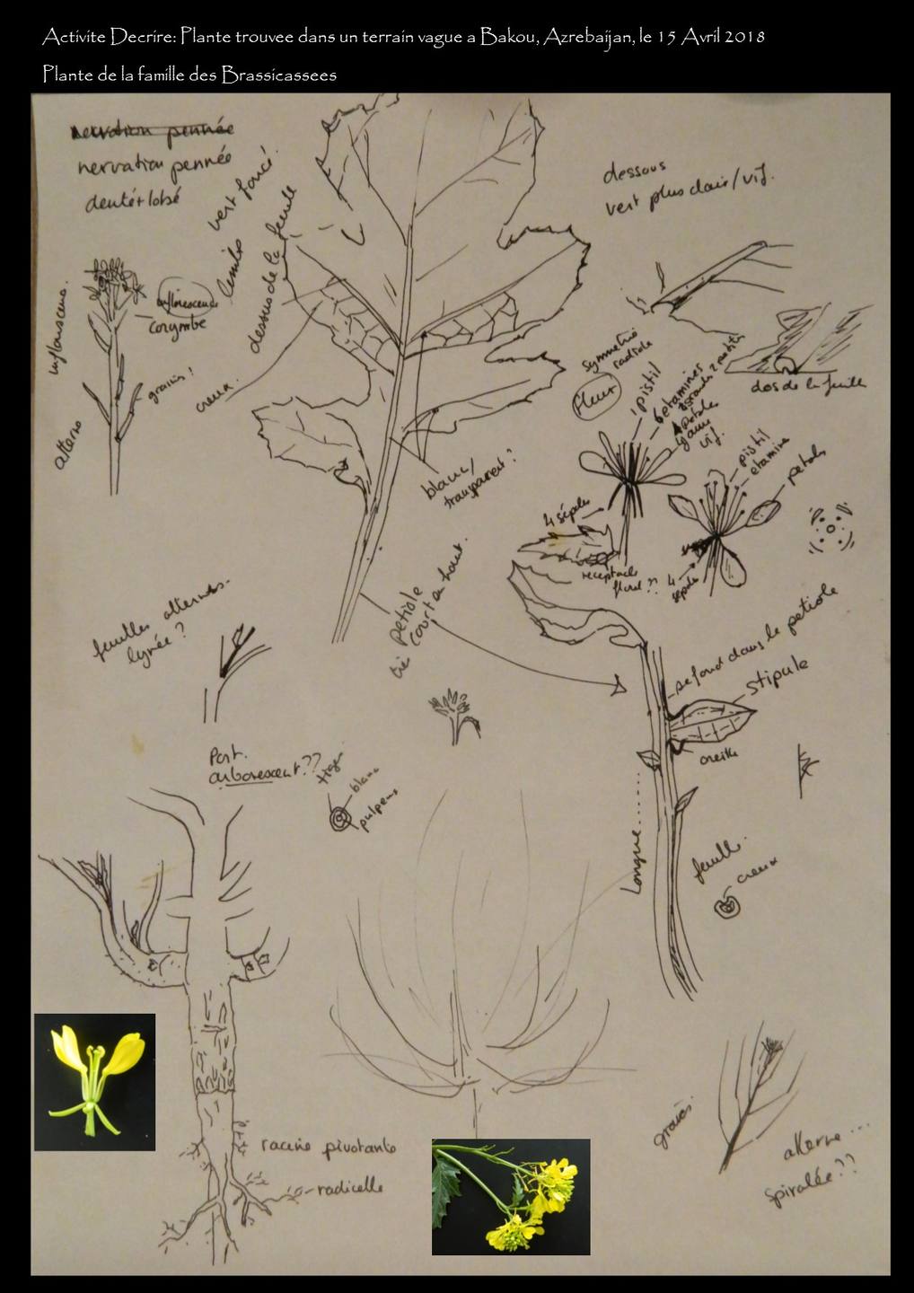 Plante de la famille de Brassicacees, trouvee en abondance dans un terrain vague de la ville.