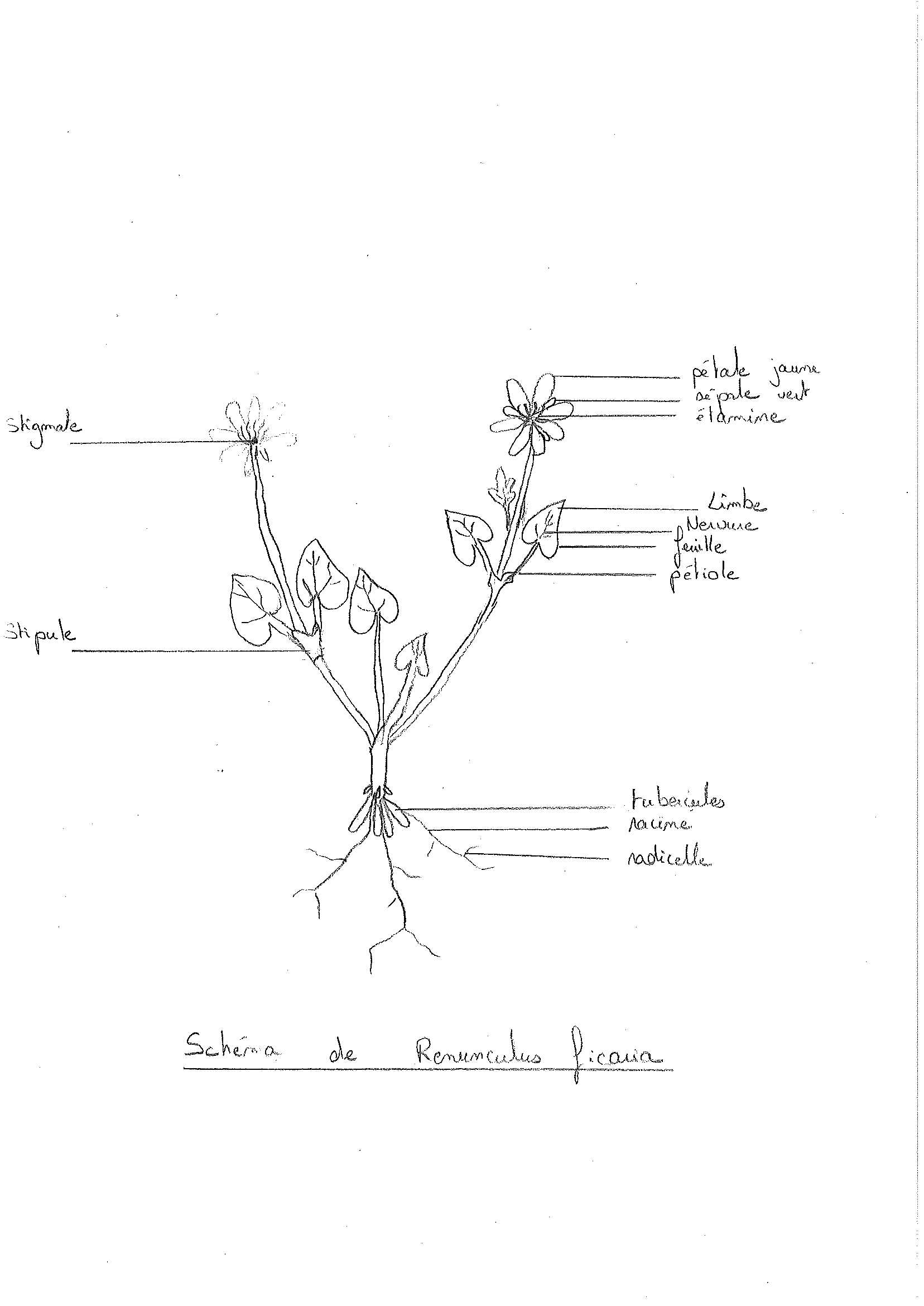 Dessin d'Anemone ficaria