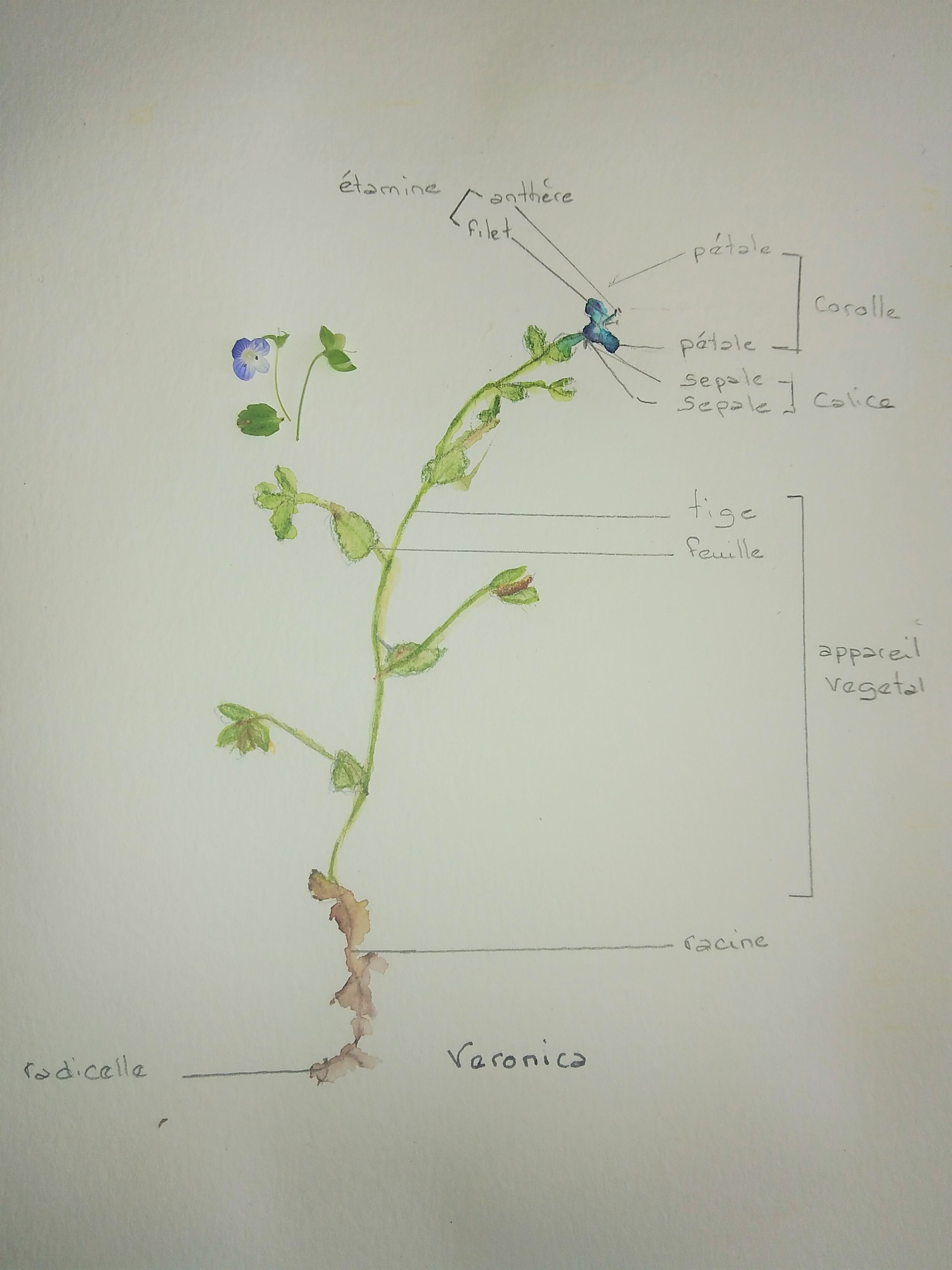 Véronique à Marseille