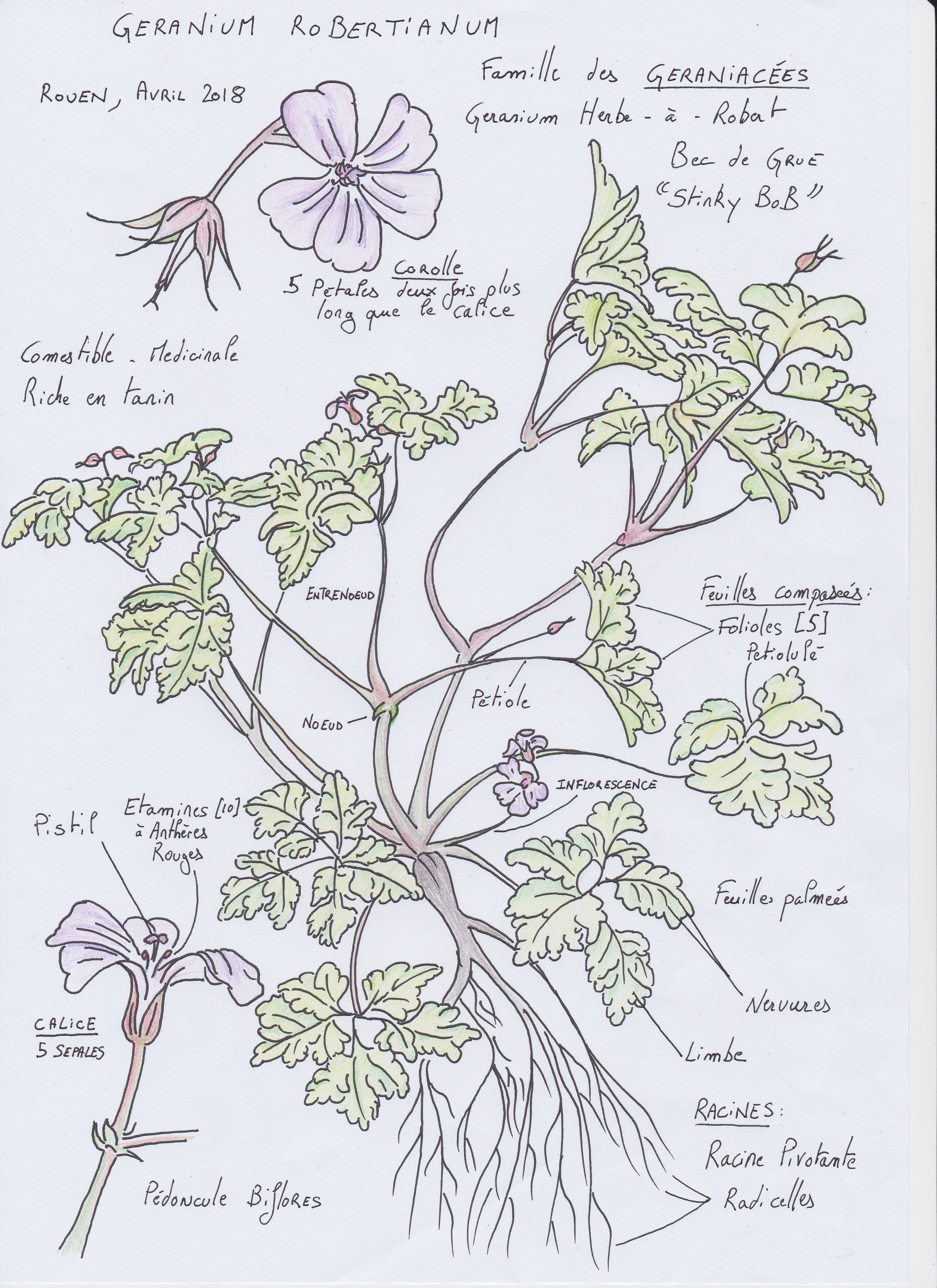 Geranium Robertianum