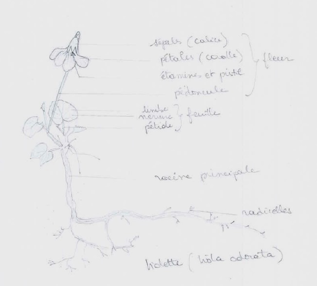 Schéma de Viola odorata