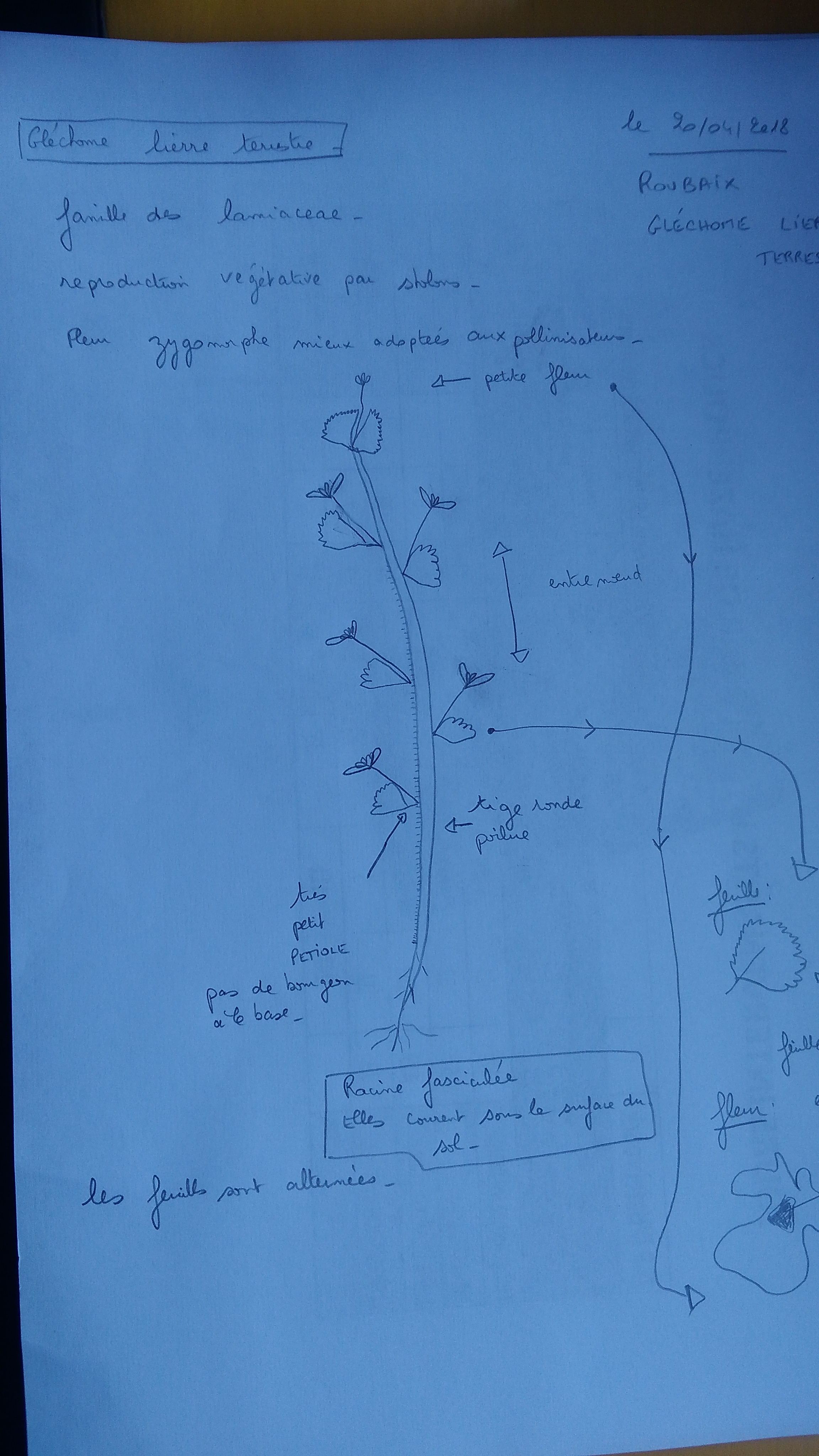 j'ai dessiné un lierre terrestre et montré les feuilles réniformes ( en forme de rein), ses racines fasciculées ( elles courent sous la surface du sol), sa tige ronde et ses feuilles alternées.