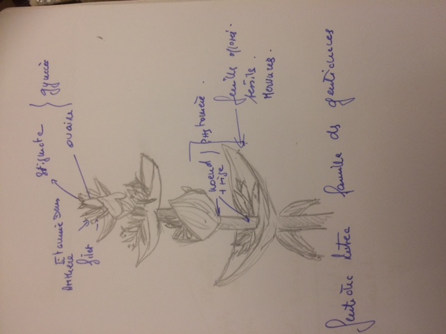 GENTIANA lutea observée l 'année passée sortie sortie botanique cantal juin 2017 800M ALT famille des gentianacées