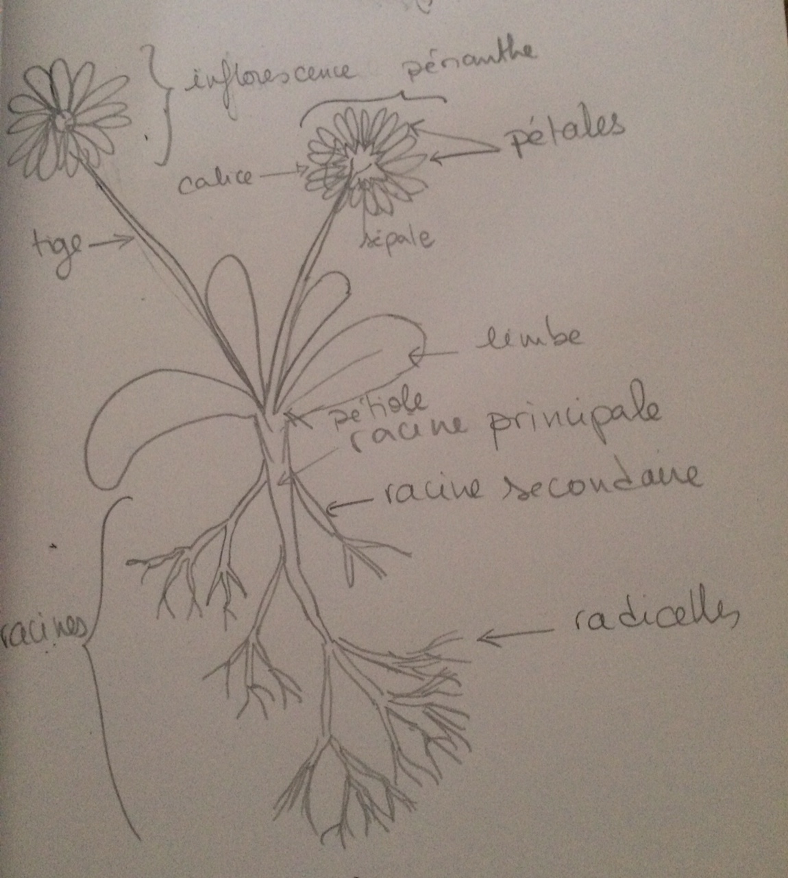 croquis botanique paquerette