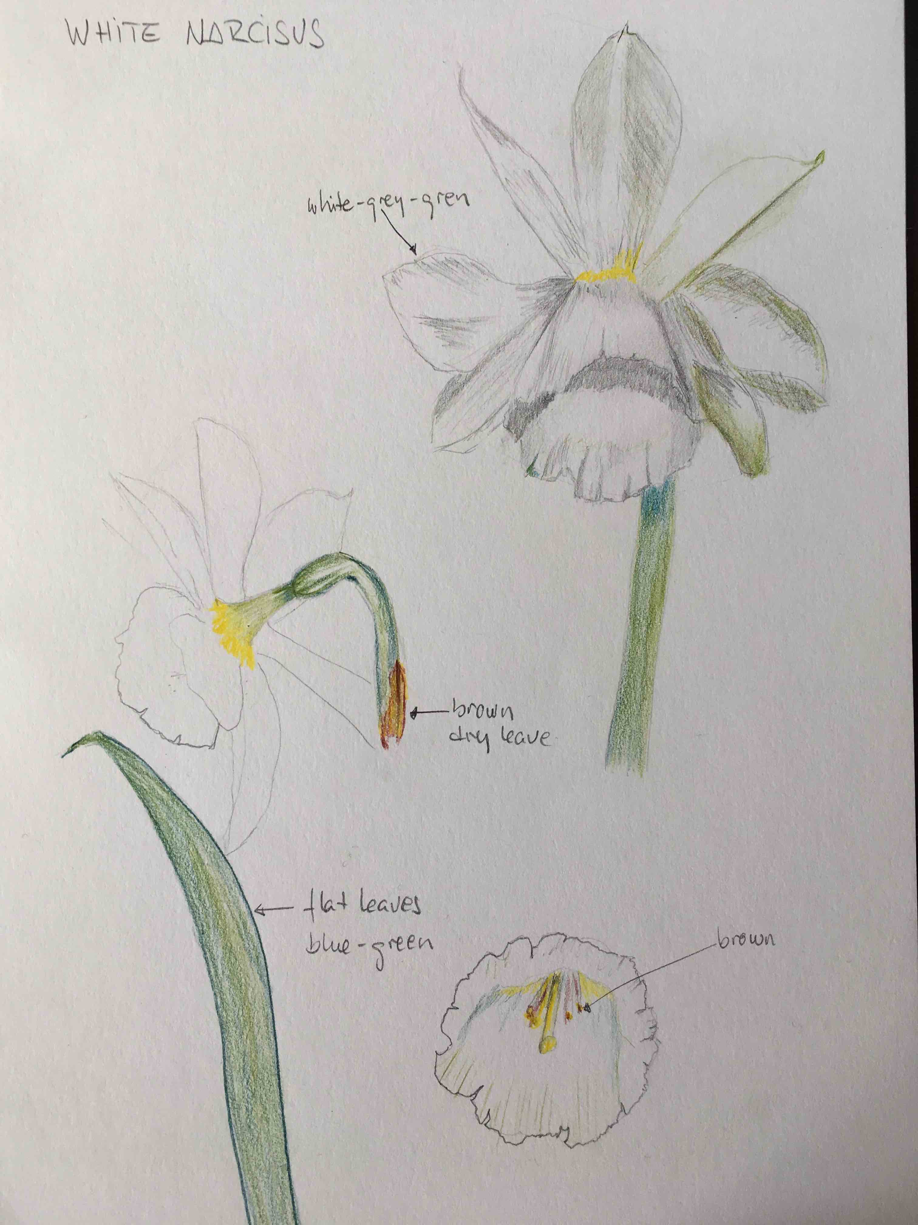 Fleurs blanc et feuille, trouvé au jardin, Hannover, Allemagne