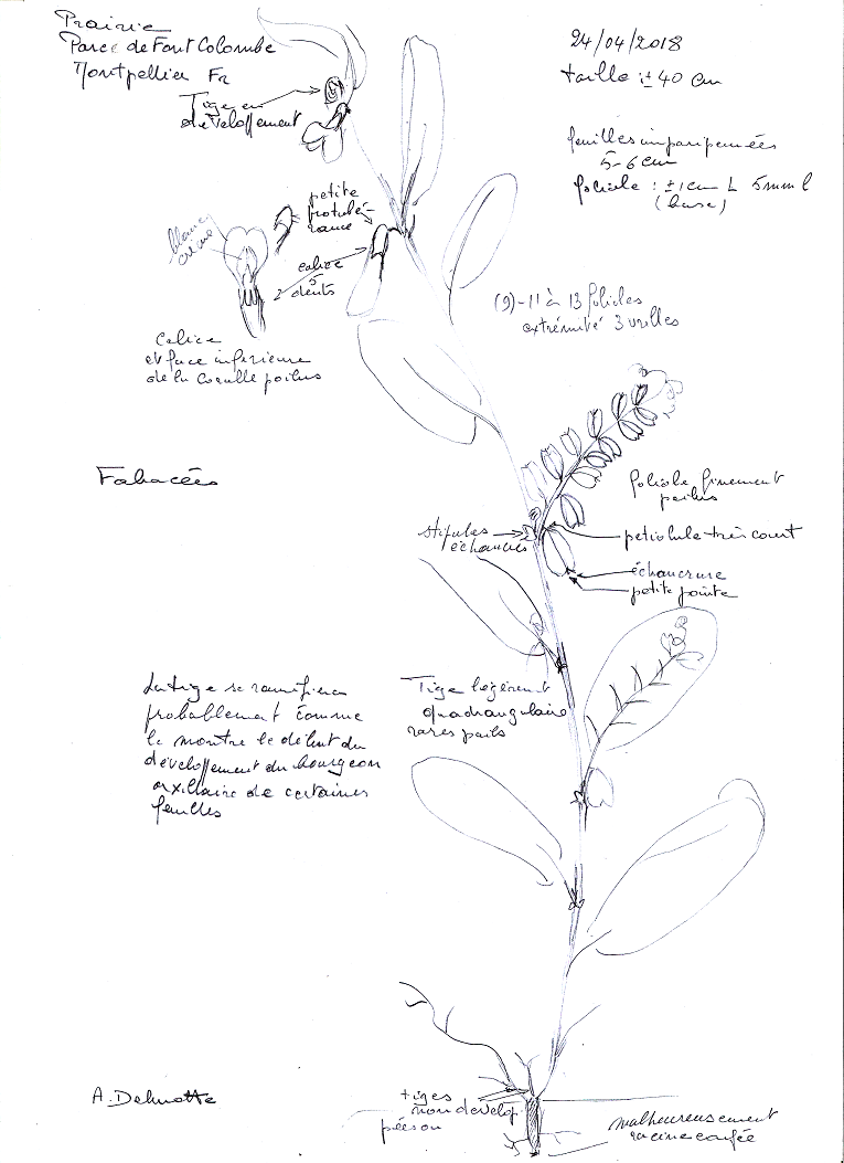 dessin d'une plante : Vicia hybrida