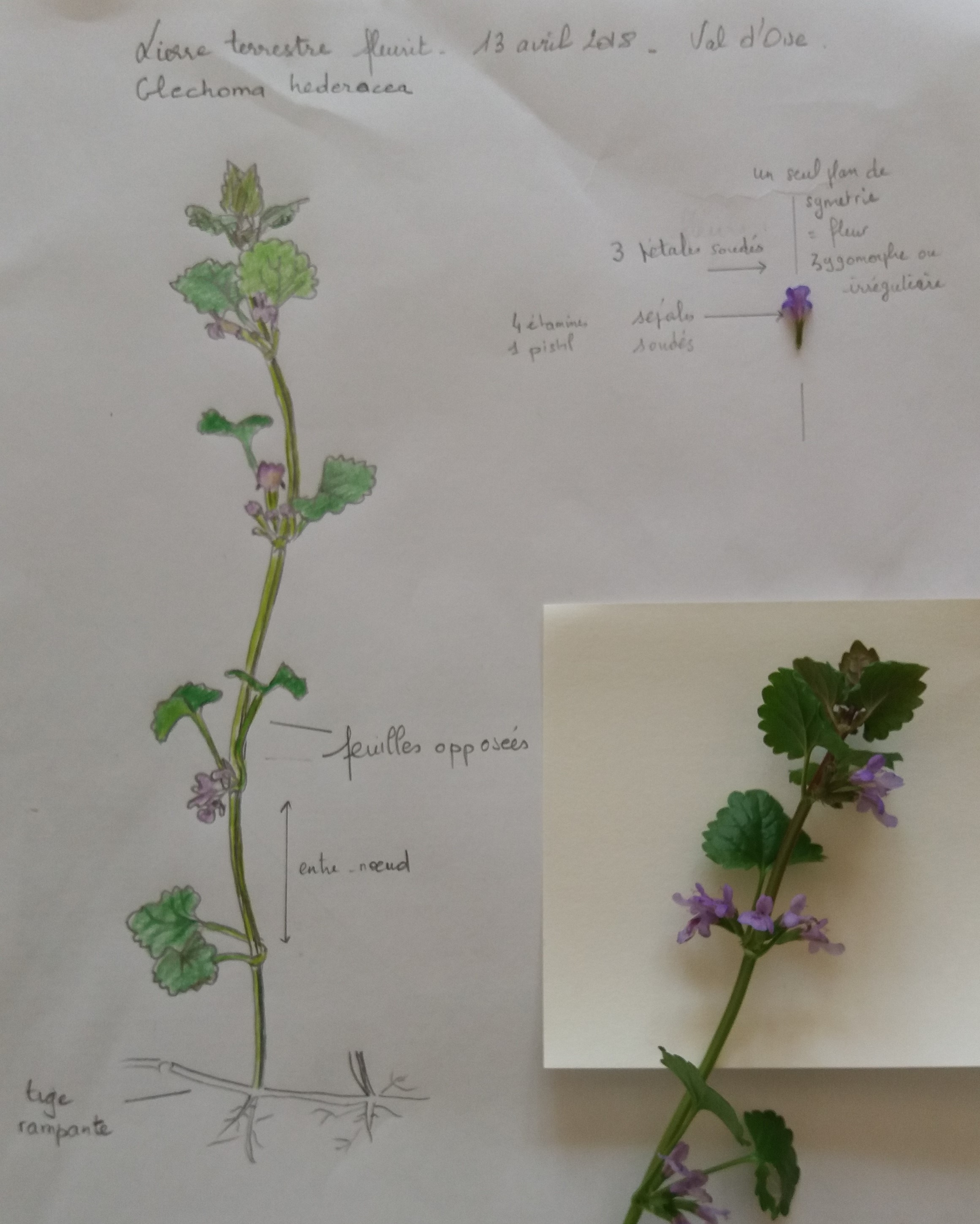 Dessin Lierre Terrestre