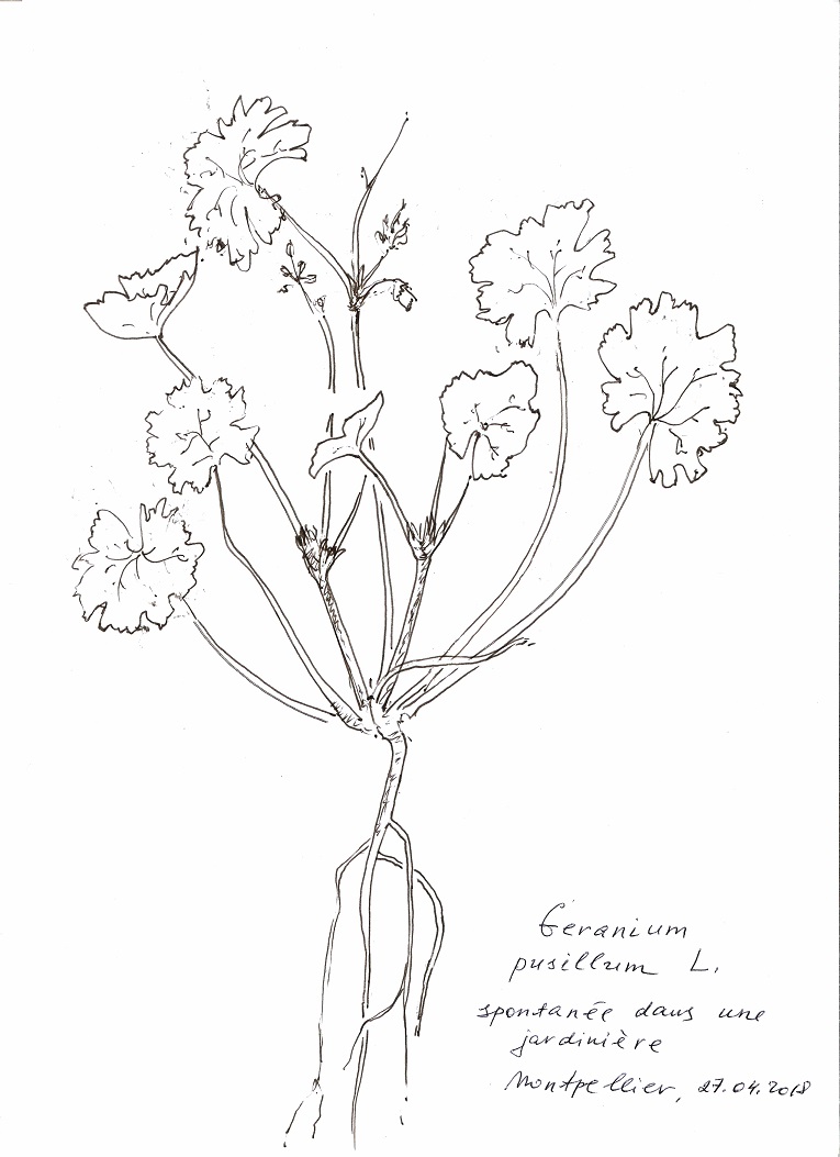 dessin d'un petit Geranium pusillum L.