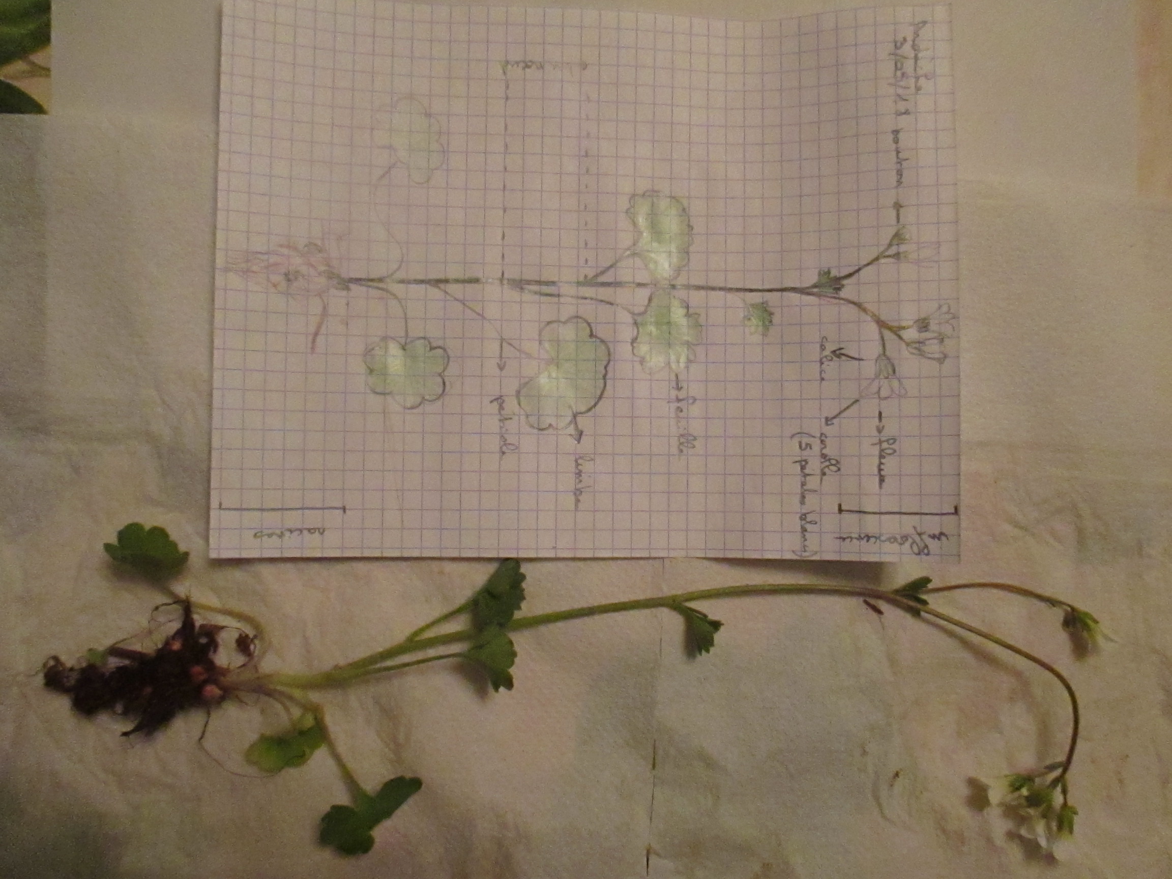 petites fleurs blanches qui forment un tapis dans un pré.