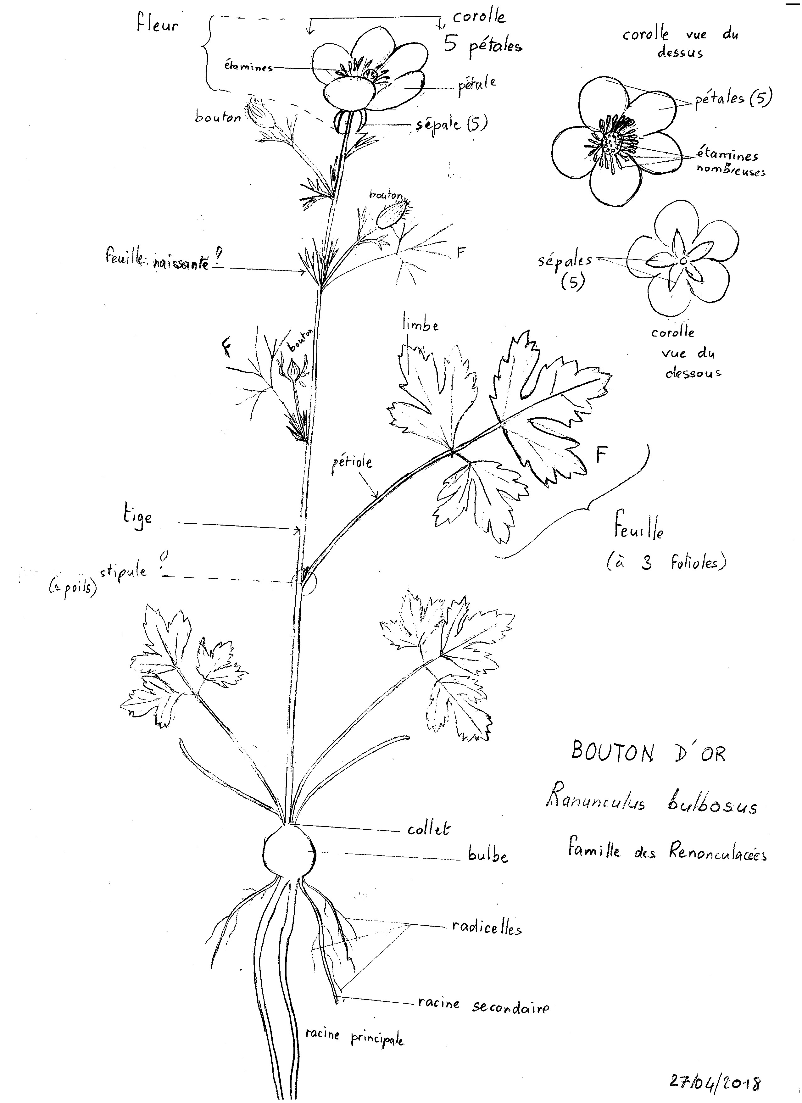 dessin de bouton d'or