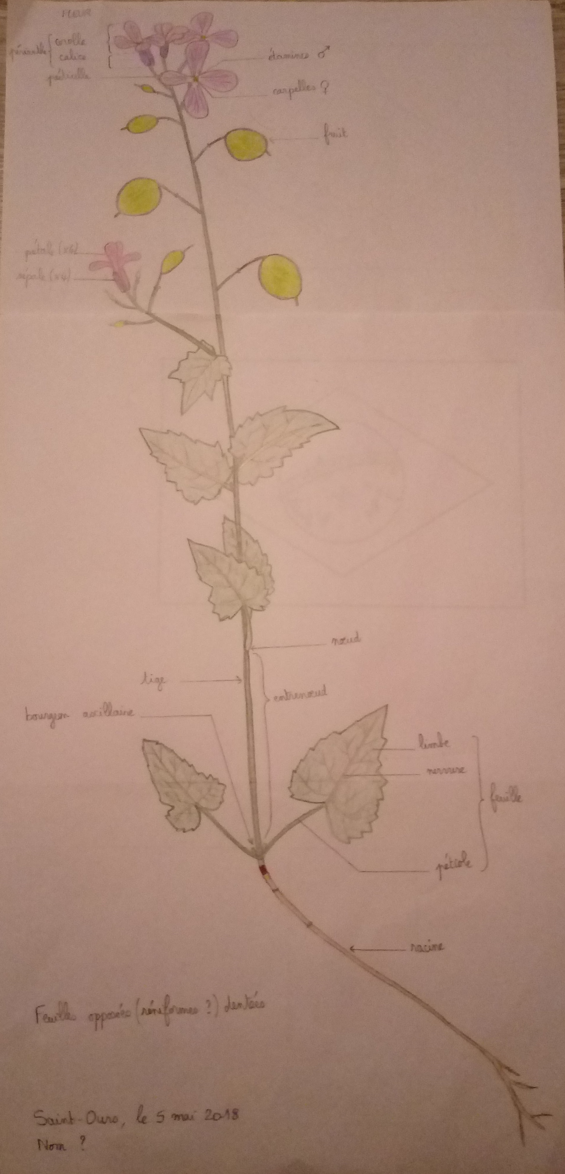 Dessin d'une plante