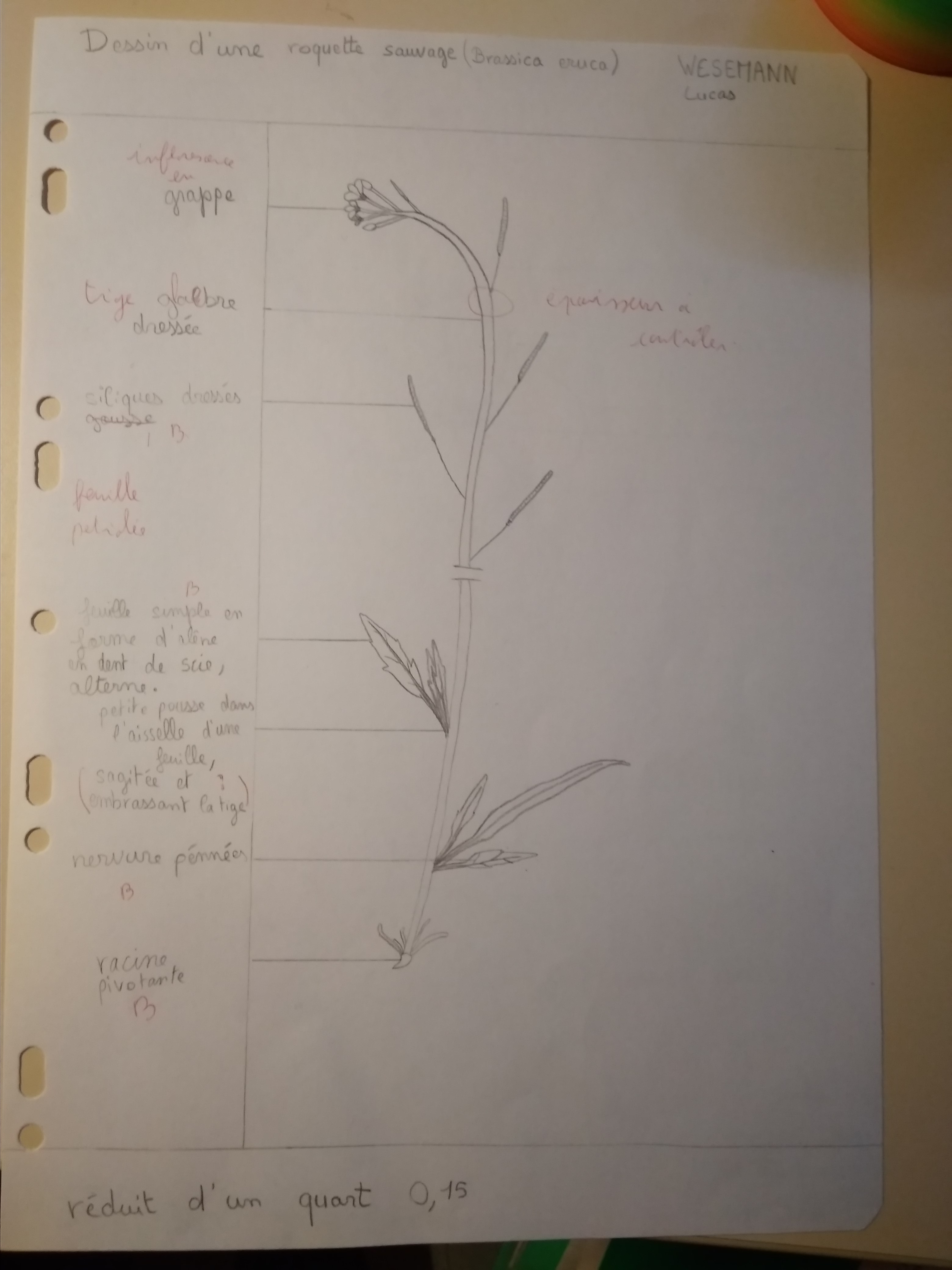 C'est un dessin que nous avait demandé de faire notre professeur de biologie
