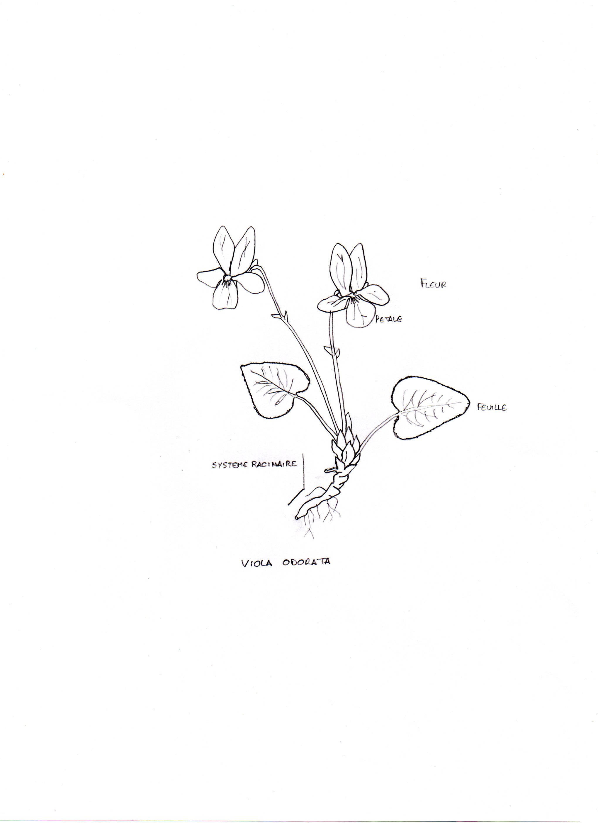 Dessin violette odorante