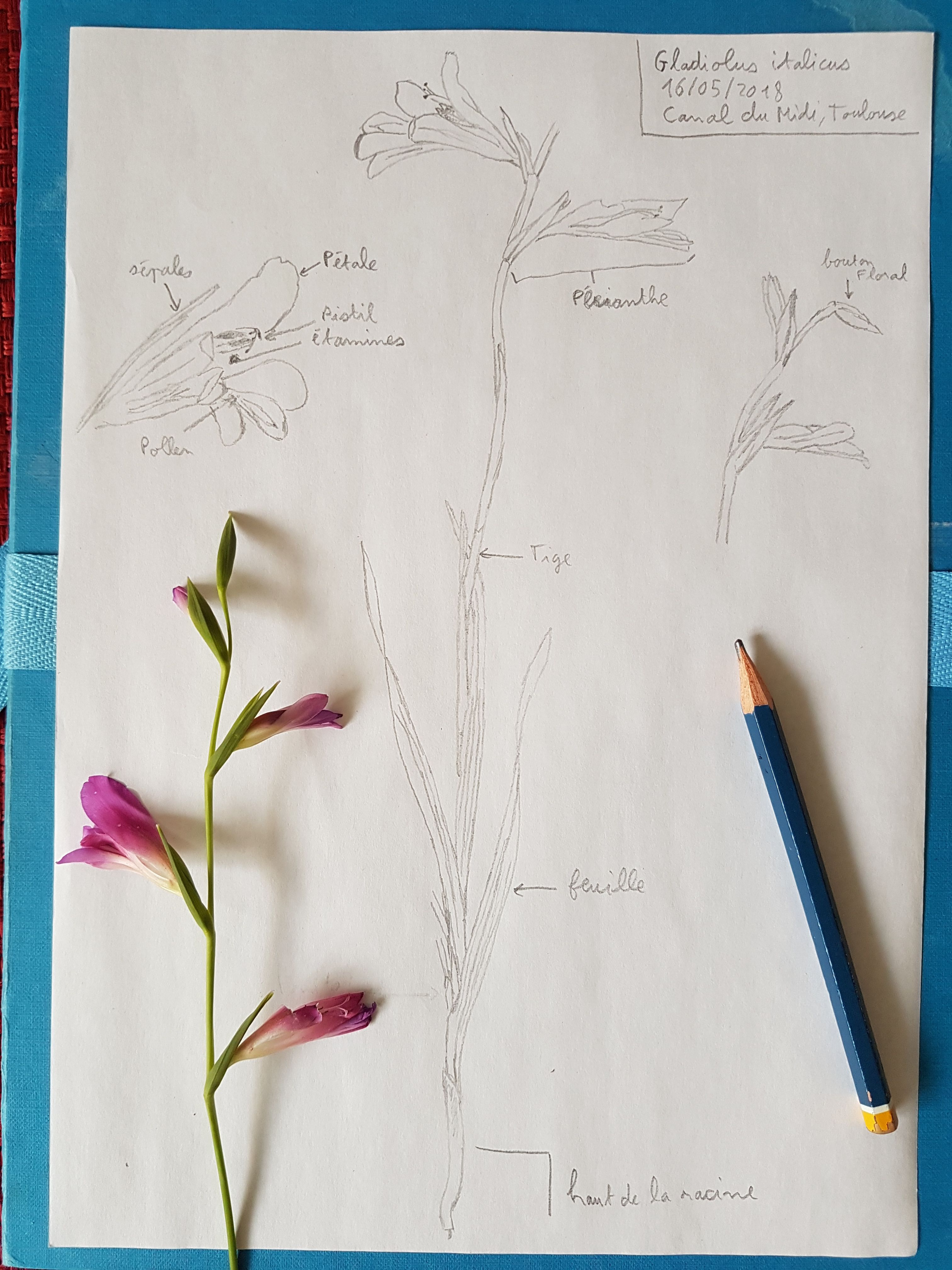 Dessin de Gladiolus italicus