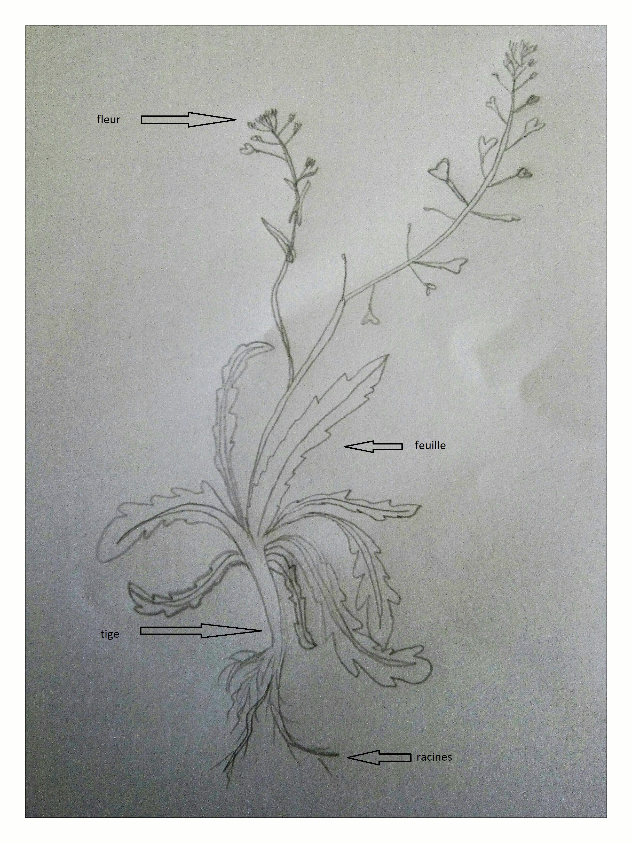 dessin Bourse à Pasteur