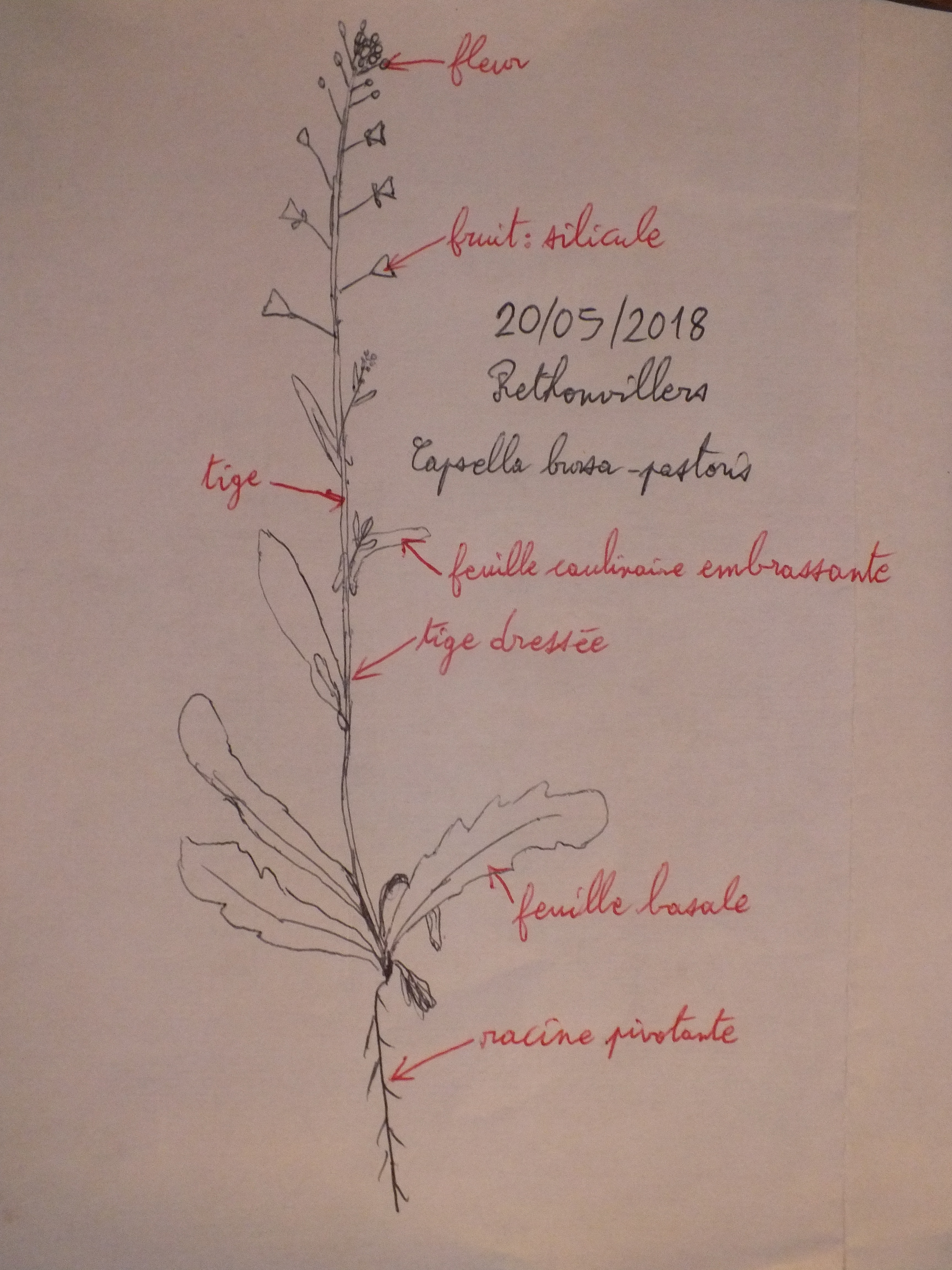 Dessin Capsella bursa-pastoris 2