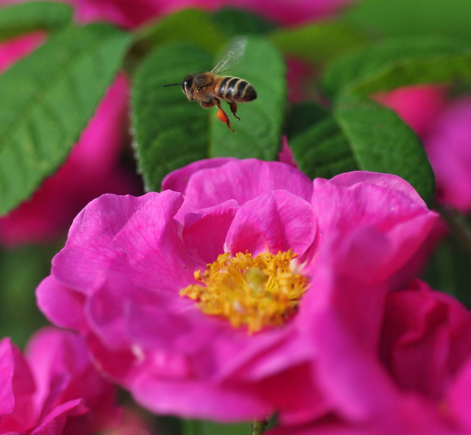 Annexe rose abeille et pollen.jpg