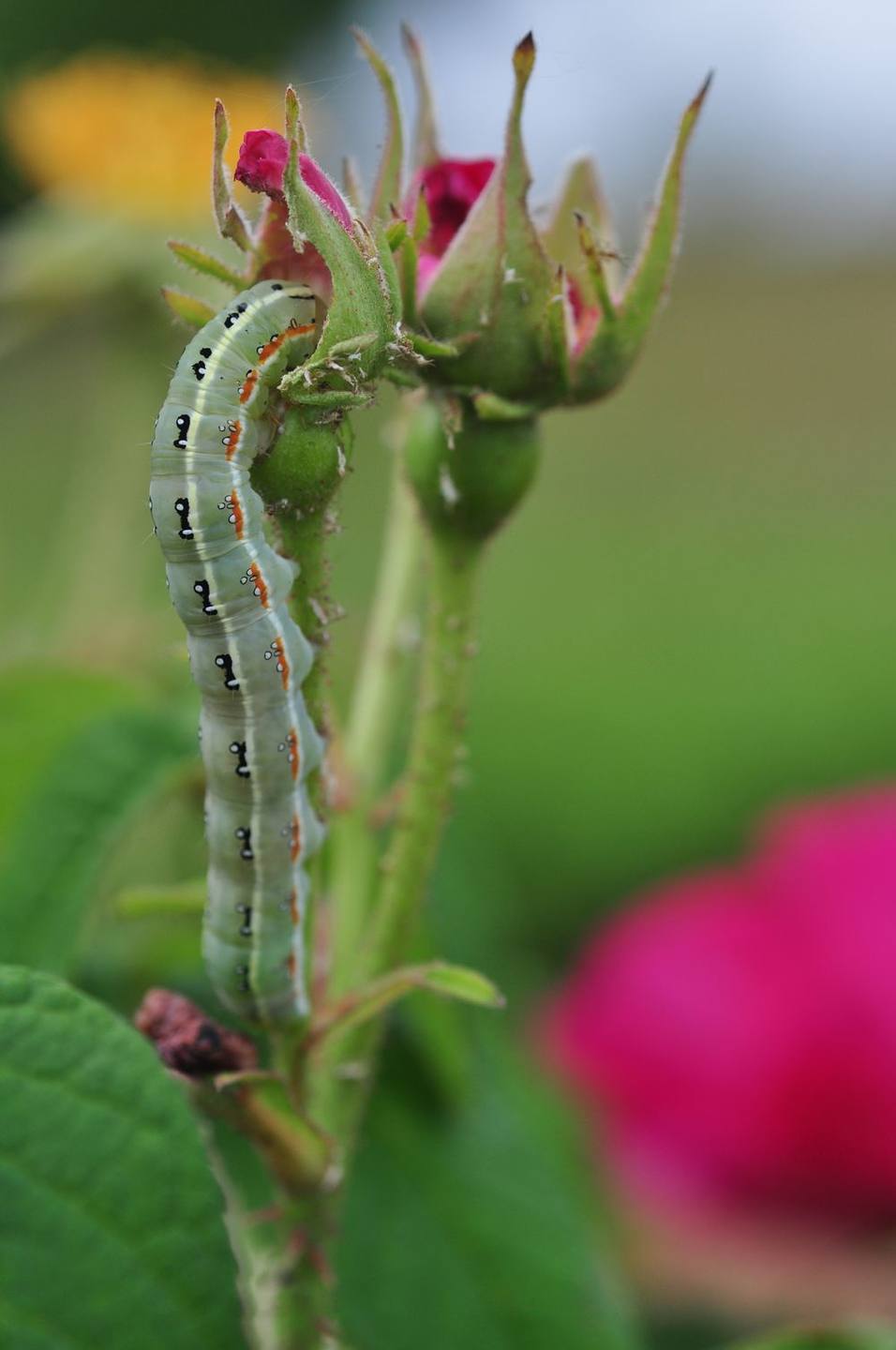 Annexe rose et chenille.jpg