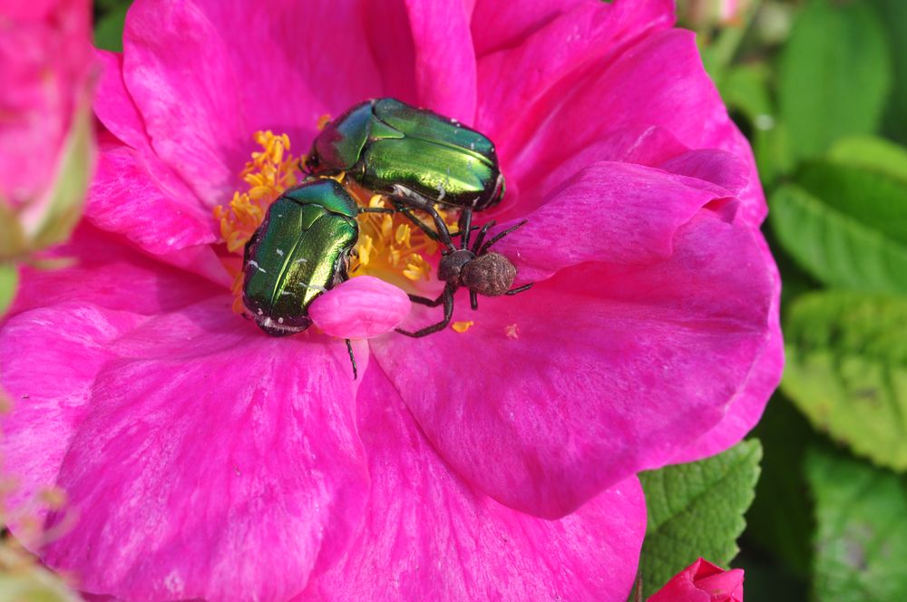 Annexe rose et hôtes.jpg