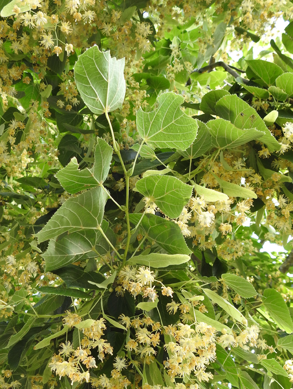 Annexe Tilia platyphyllos 2017-06-22.jpg