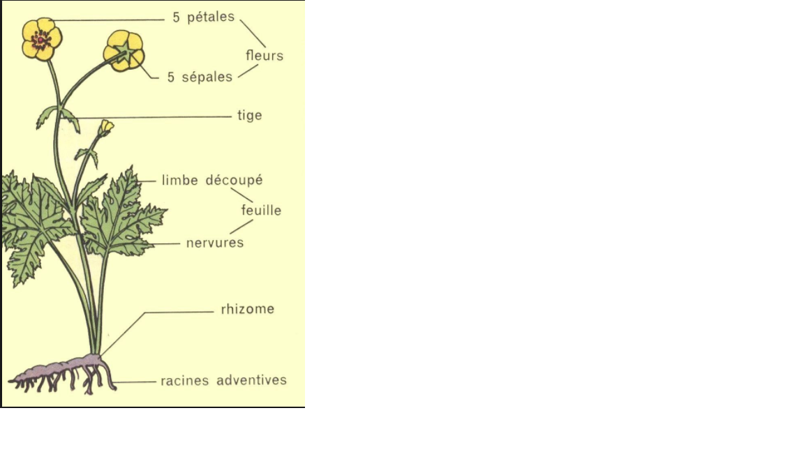 Annexe renoncule.png