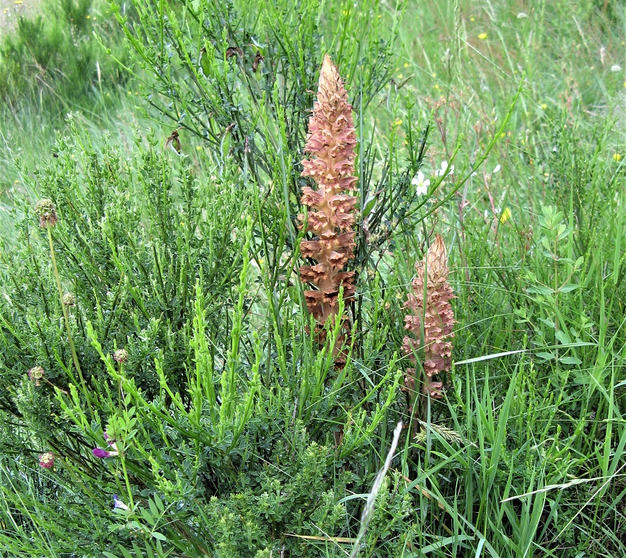 Annexe 2 Orobanche du genêt - r.JPG