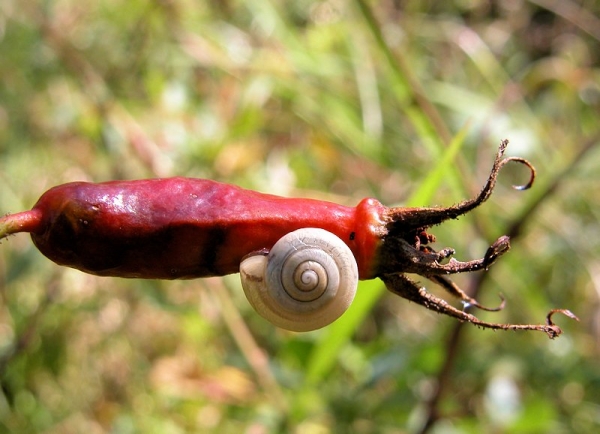 Annexe img_000084940L.jpg