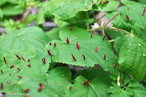 Annexe 81337292_p.jpg