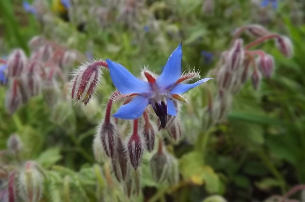 Annexe httpsapi.tela-botanica.orgimg000308597L.jpg