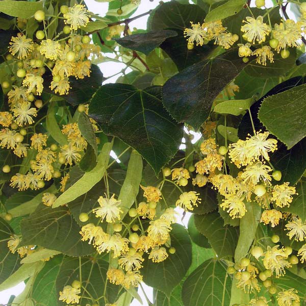 Annexe tilleul-commun.jpg