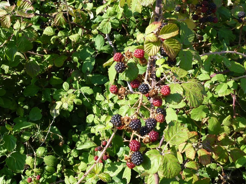 Annexe ob_05f426_p1090659-medium.JPG