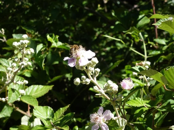 Annexe ob_0e52d2_p1040236-medium.JPG