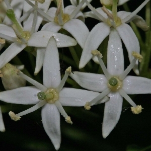 Annexe img_000177665CRS[1].jpg