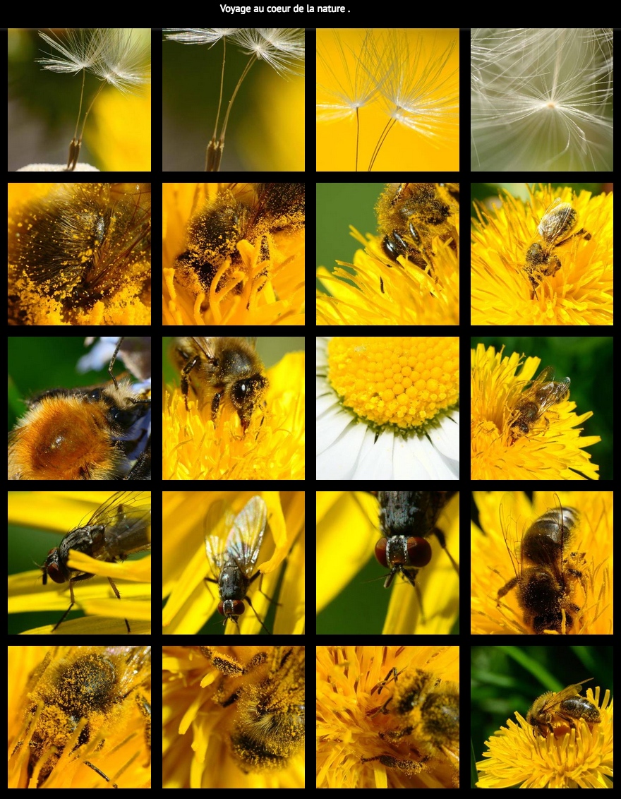 Annexe voyage au coeur du pissenlit.jpg