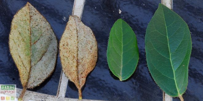 Annexe maladie-laurier-tin.jpg