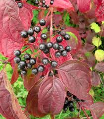 Annexe cornouiller.jpeg