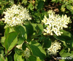 Annexe cornus-sanguinea-2.jpg