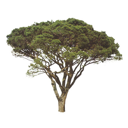 Annexe arbre-silhouette-pin-parasol-1500-300-museumtextures.com-1310121255.jpg