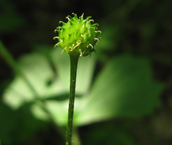 Annexe Ranunculus_recurvatus_4.jpg