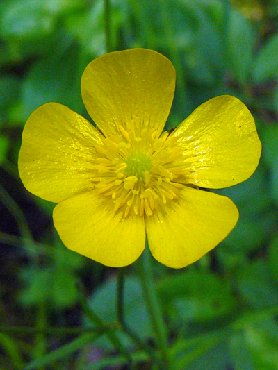 Annexe ranunculus_acris_1.jpg