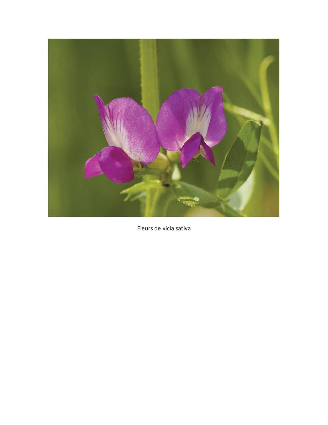 Annexe vicia sativa.jpg